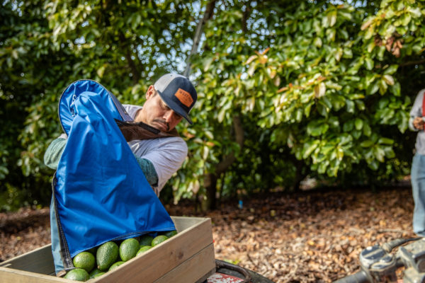 West Pak Avocado Sees Strong Start to California Season